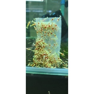 【光欣蝦舍水族】《神之餌滷包》水族觀賞蝦米蝦.水晶蝦微生物滷包·異型滷包，蝦飼料，假期飼料，觀賞魚飼料。買10包送1包