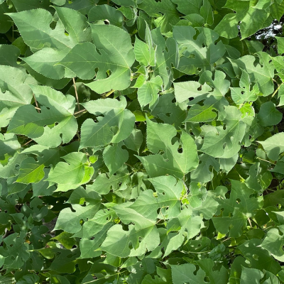 桑椹葉 咸豐草/鬼針草 血桐葉 構樹葉 野菜莧 新鮮現摘 無毒無農藥 陸龜最愛 兔子最愛 蠶寶寶