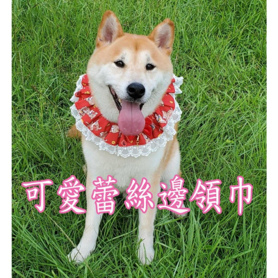 可愛蕾絲邊虎虎寵物領巾 喜氣狗狗口水巾 拍照好可愛的飾品