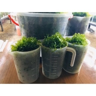水草 怪蕨 陰性草 莫斯水草 莫絲 默絲 水草莫斯 水草造景 一份100克「1克不用1元」