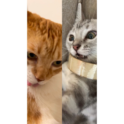 貓貓