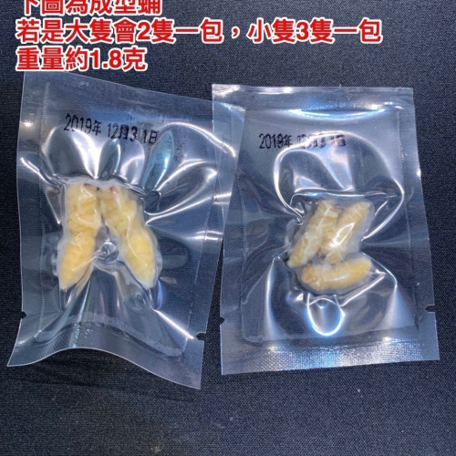 咚刺咚刺 新鮮虎頭蜂蛹 頂級蜂蛹 蜂蛹 極品零食 刺蝟零食 小蜜零食 鮮食
