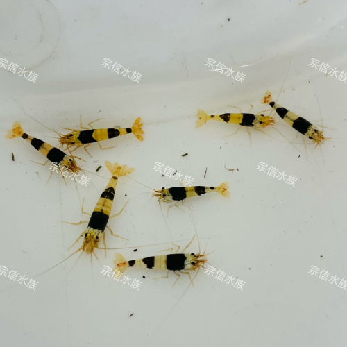 宗信水族-黑白水晶蝦 紅白水晶蝦 高級活餌飼料