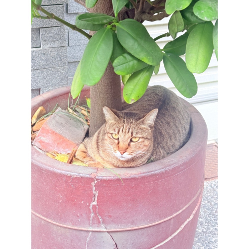 貓咪