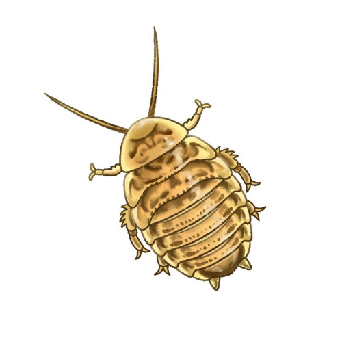 1組1.5-2.5、2組0.5-1杜比亞飼料