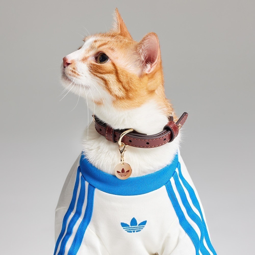 【預購】每日空運回台 adidas originals 上海限定寵物系列代購 愛迪達寵物項圈 真牛皮鉚釘項圈 賣場