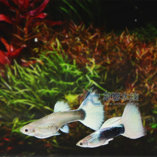 【AC草影】德系黃尾禮服孔雀（對魚）【一對】 觀賞魚 孔雀魚