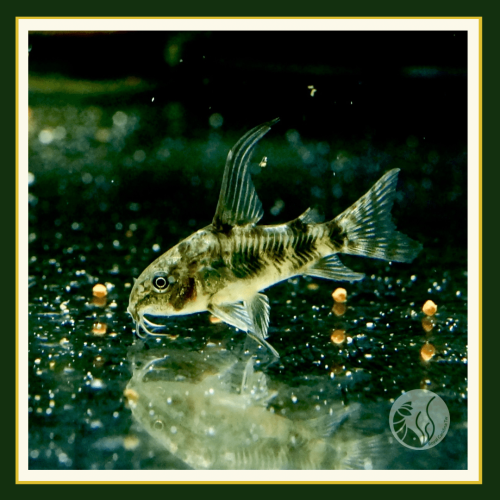 皇家水族・花鼠 殘餌 底棲魚 鼠魚 觀賞魚 活餌
