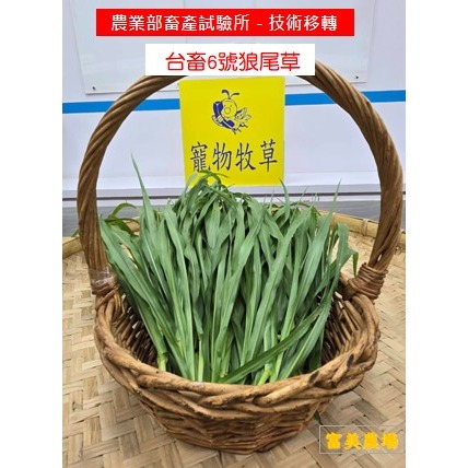 新鮮草 台畜六號狼尾草 適合鼠、兔、龜、龍貓 草食性動物飼料、狼尾草6號 寵物牧草、新鮮現摘