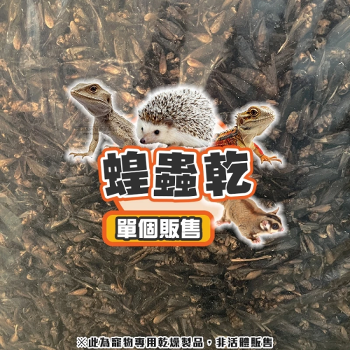 【現貨】小動物蝗蟲乾 單個販售 刺蝟 倉鼠 寵物鼠 蜜袋鼯 爬蟲類 蜥蜴 鳥類 觀賞魚 兩棲爬蟲點心 乾燥蟲乾