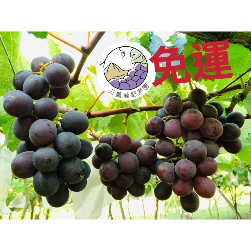 已完售【三農團購組】15送1/大村巨峰葡萄《每箱4.5斤》大村葡萄/甜度高/三代傳承/送禮/伴手禮/名產/禮盒/葡萄
