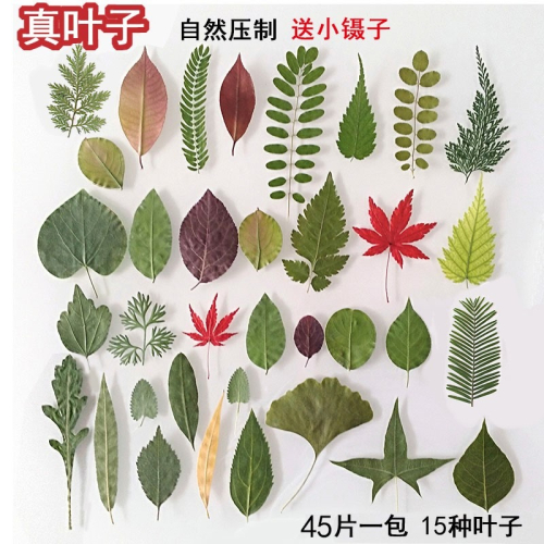 天然真樹葉植物標本幼兒園手工製作貼畫兒童diy幹樹葉手工材料包