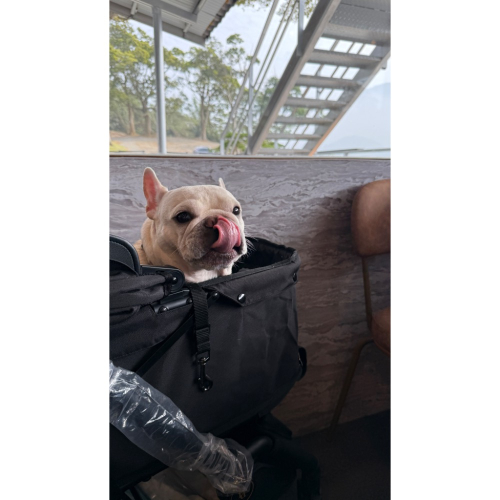 牛舌餅