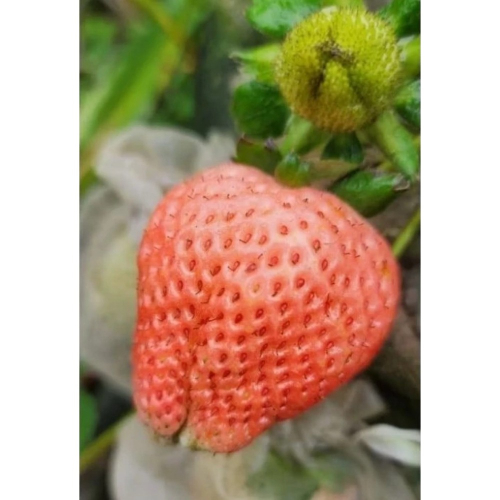 紅白草莓苗盲盒一單8盆