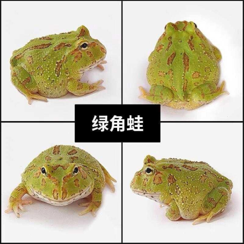 青蛙蛙活物金蟾角蛙活物寵物霸王角蛙霸王角蛙角蛙