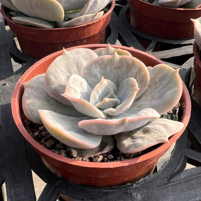 沅鈺農場 多肉植物 大理石/魔法球