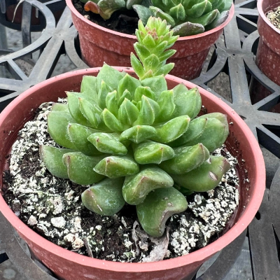沅鈺農場 多肉植物 小燈籠