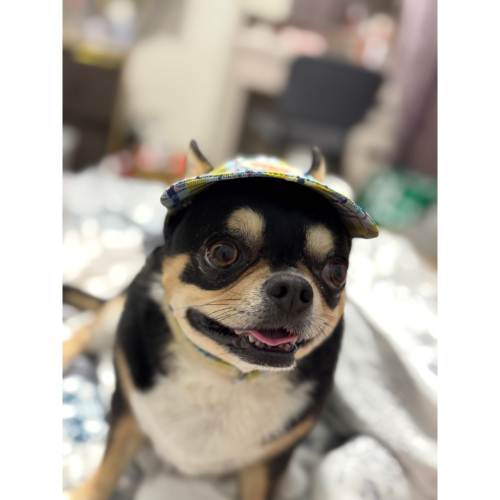 《雲朵》客製化似顏繪//人像手繪 寵物 簡約色塊風｜結婚禮物｜生日禮物｜紀念照｜畢業紀念