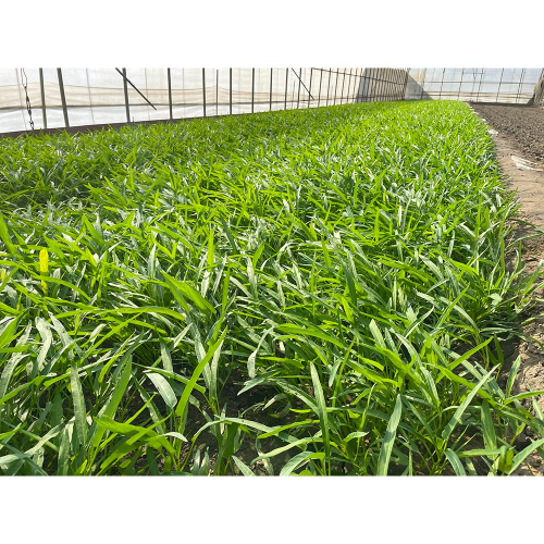 網室摘種天然空心菜1把